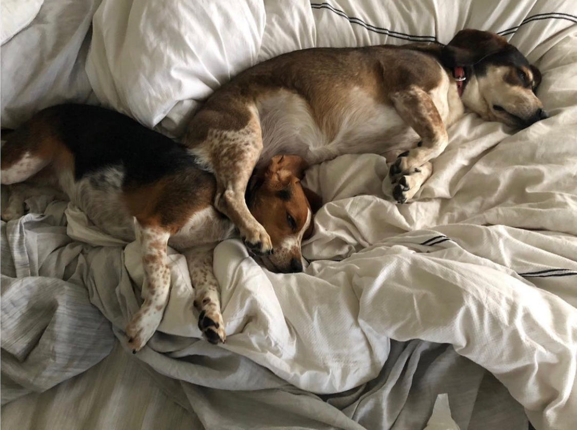 My DOG IS MY COPILOT - "A Dog Story"