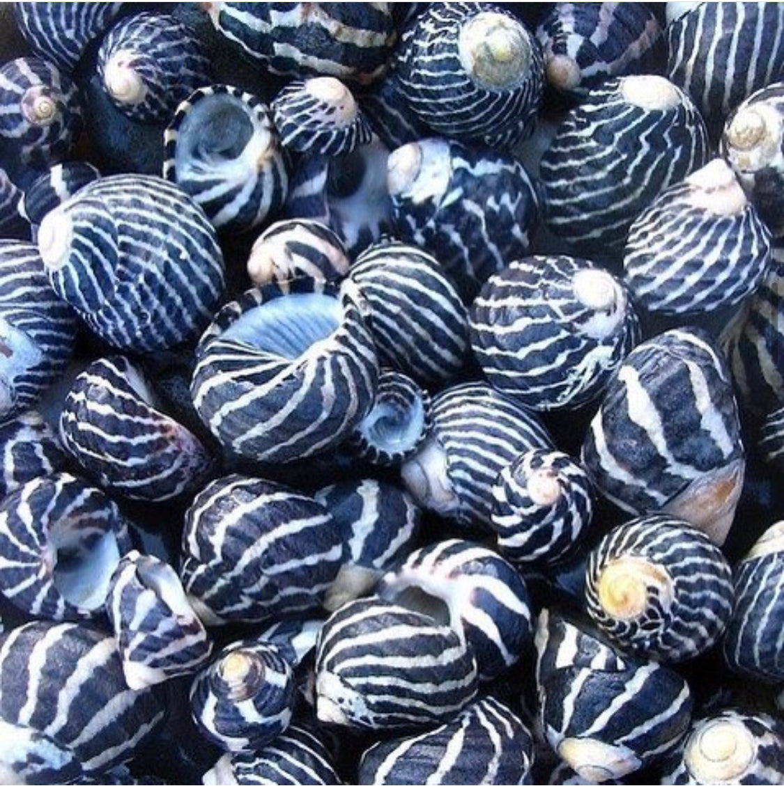 She Sells Sea Shells By The Sea Shore - Interior Designer Erin Pitts Serves Up Coastal Design