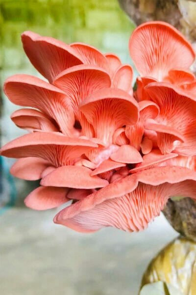 SOL'S MAGIC MUSHROOMS - A DINNER IN THE FOREST