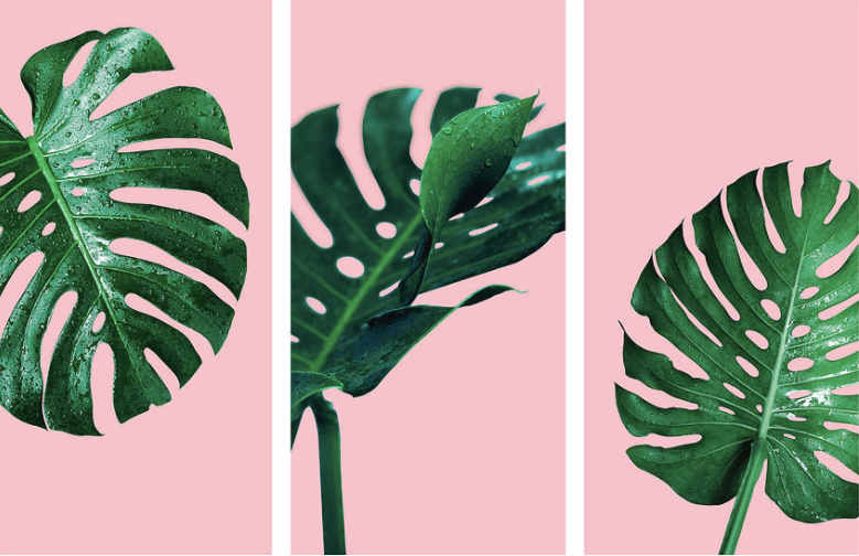 Your Secret Garden - A Guide to Bringing the Outdoors Indoors