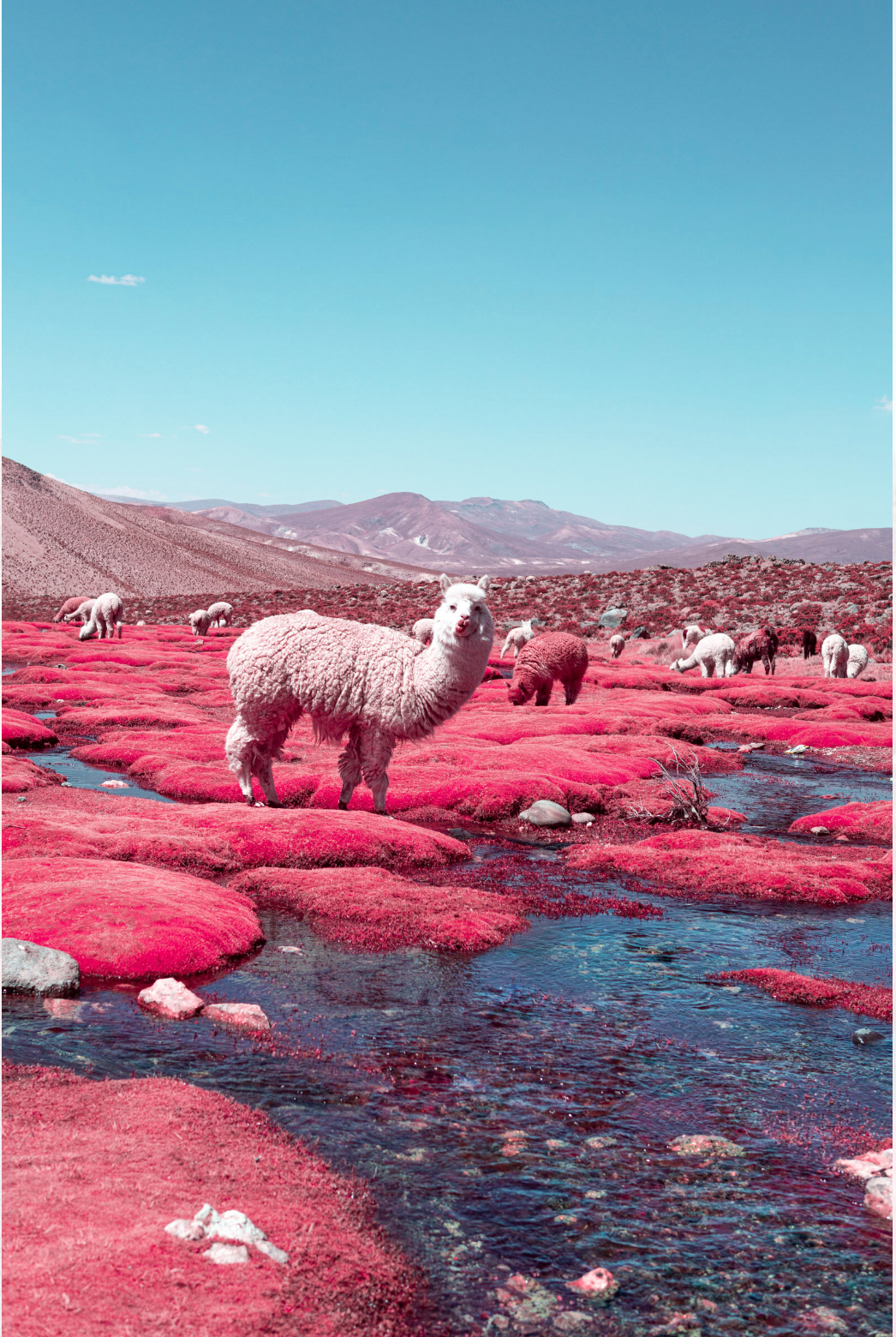 INFRARED - Paolo Pettgiani makes us see "INFRARED"