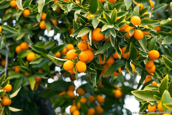 Let The Libation Season Begin -  Kumquat A Story Of Life On A Balcony